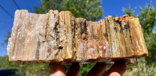 Reilly’s Rocks: Colorful Arizona Petrified Wood Natural Slab,  3.  5 Lb