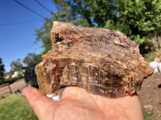 REILLY’S ROCKS: Colorful Arizona Petrified Wood Natural Slab,  3.  5 Lb 2