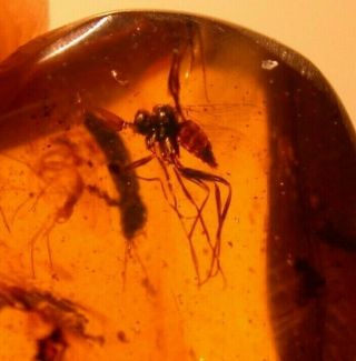 Unusual Mycetophild Fly With Beetle In Burmite Amber Fossil From Dinosaur Age