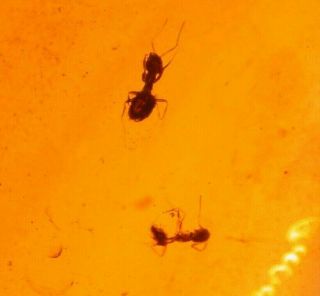 2 Worker Ants With Psocopteran,  Fly In Authentic Dominican Amber Fossil Gemstone