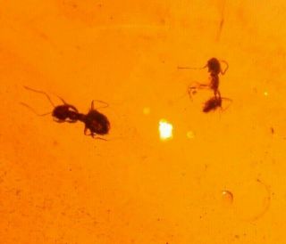 2 Worker Ants with Psocopteran,  Fly in Authentic Dominican Amber Fossil Gemstone 2