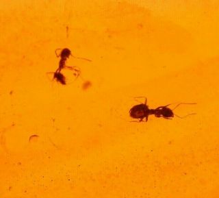 2 Worker Ants with Psocopteran,  Fly in Authentic Dominican Amber Fossil Gemstone 3