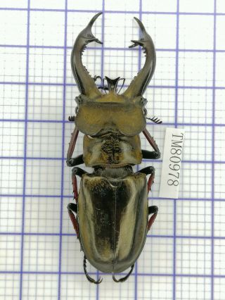 Lucanidae Tm80978 Lucanus Furcifer 69mm E Tibet