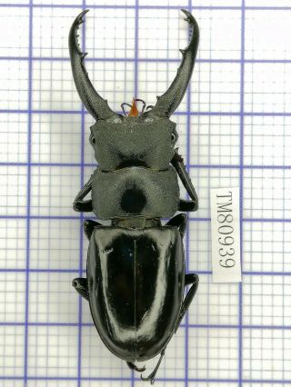 Lucanidae Tm80939 Hexarthrius Vitalis Sp 66mm Rare Mt Gaoligong Wn Yunnan