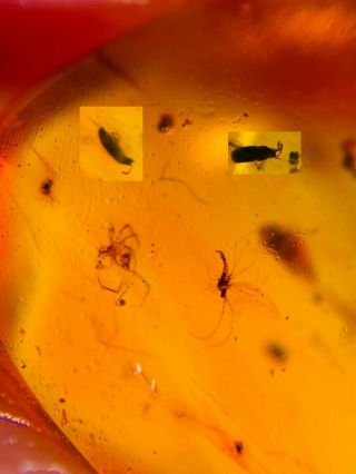 Spider&mosquito&2 Beetles Burmite Myanmar Burma Amber Insect Fossil Dinosaur Age