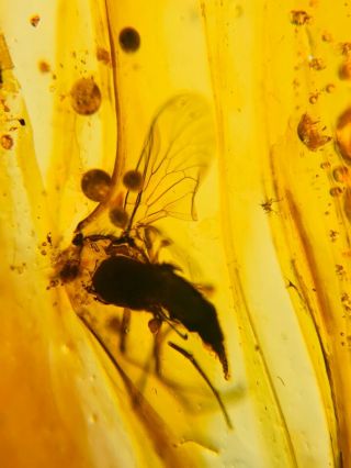 Unique Big Diptera Fly Burmite Myanmar Burmese Amber Insect Fossil Dinosaur Age