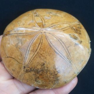 141g Rare Sea Urchin Star Fish Fossil Sand Dollar - - - Madagascar