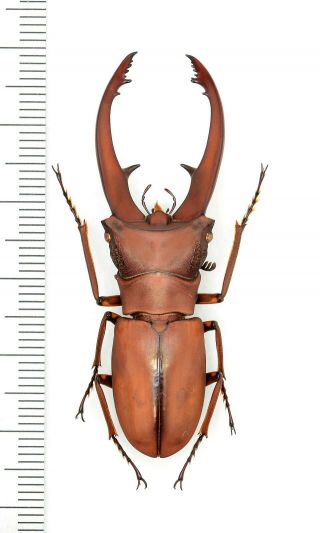 Lucanidae Cyclommatus Finschi 52mm From Png