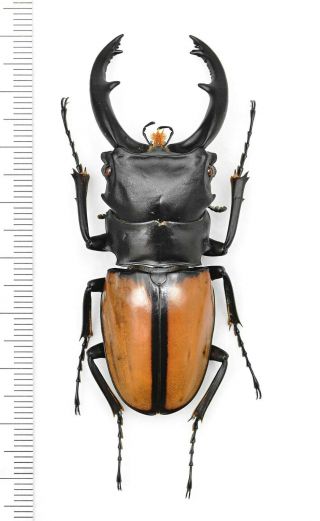 Lucanidae Odontolabis Versicolor 69mm From S.  India