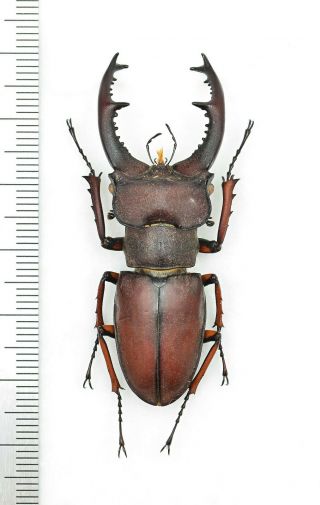Lucanidae Lucanus Persarinii 53mm From Vietnam