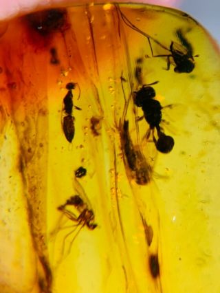 2 Wasp Bee&3 Mosquito Fly Burmite Myanmar Burma Amber Insect Fossil Dinosaur Age
