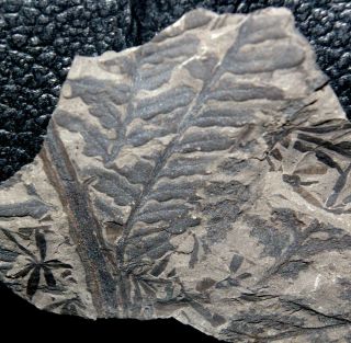 , 310 Million Years Ago Carboniferous Fossil Fern