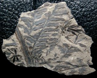 , 310 million years ago Carboniferous fossil fern 2