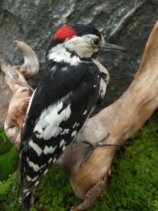 Real Woodpecker Bird Taxidermy