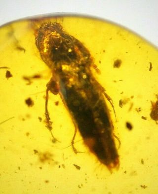 Fossil Insect Burmite Amber 100 Million Years Old Age Of Dinosaurs 2.  5ct