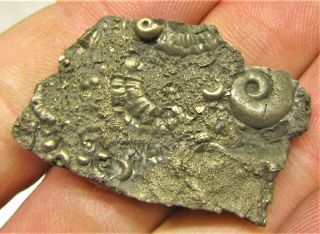 Stunning Full Golden Multi Ammonite Fossil 37 Mm Jurassic Pyrite Uk Gold Present