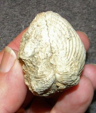 Full Shell Marine Fossil.  Central Texas