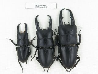 Beetle.  Dorcus Titanus Ssp.  China,  Guizhou,  Mt.  Leigongshan.  3m.  Ba2239.