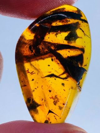 3.  82g Plant Tree Leaf Burmite Myanmar Burmese Amber Insect Fossil Dinosaur Age