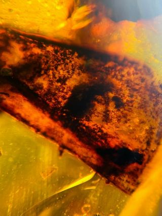 3.  82g plant tree leaf Burmite Myanmar Burmese Amber insect fossil dinosaur age 3