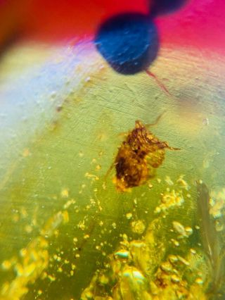 Unique Cicada Larva&fly Burmite Myanmar Burmese Amber Insect Fossil Dinosaur Age
