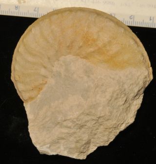 Fossil ammonite - Schloenbachia varians from England 2