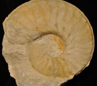 Fossil ammonite - Schloenbachia varians from England 3