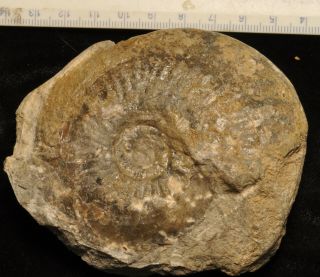 Fossil Ammonite - Amaltheus Margaritatus From England