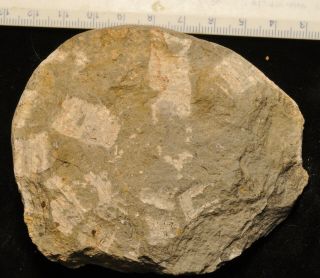 Fossil ammonite - Amaltheus margaritatus from England 2