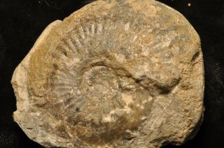 Fossil ammonite - Amaltheus margaritatus from England 3