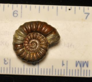 Fossil Ammonite - Arnioceras Sp.  From England