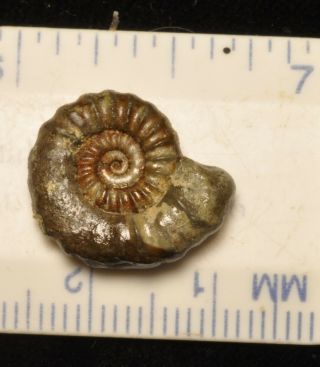 Fossil ammonite - Arnioceras sp.  from England 2