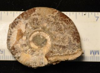 Fossil ammonite - Proplanulites koenigi from England 2