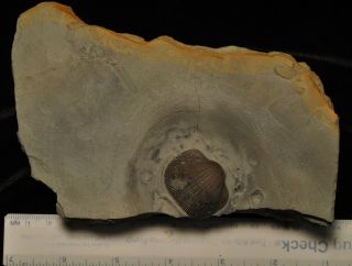 Fossil Brachiopod - Hebertella Occidentalis From Indiana