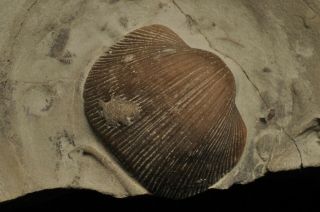 Fossil brachiopod - Hebertella occidentalis from Indiana 2