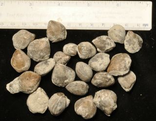 Fossil Brachiopods - Whitfieldella Nitida From Indiana
