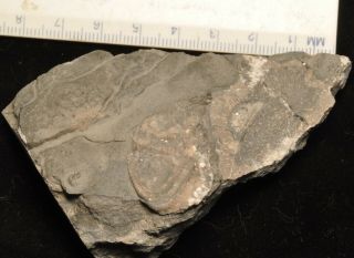 Fossil Edrioasteroid - Edriophus Levis From Ontario 1