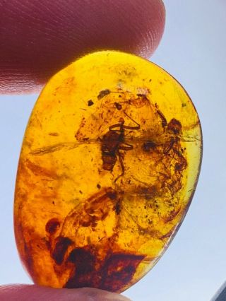 2g Big Roach Skin Burmite Myanmar Burmese Amber Insect Fossil From Dinosaur Age