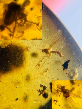Unknown Bug&2 Mosquito Flies Burmite Myanmar Amber Insect Fossil Dinosaur Age