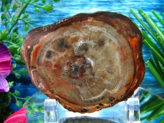 Petrified Wood Complete Round Slab W/bark Burnt Orange Rust Peach Stunning Grain