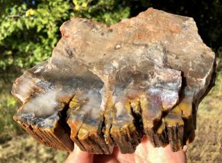 Reilly’s Rocks: Detailed Natural Slab Of Arizona Rainbow Petrified Wood,  3 Lbs