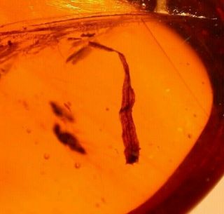 Leaf With 5 Insects In Authentic Dominican Amber Fossil Gemstone