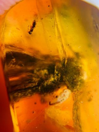Unknown Big Bug&wasp Burmite Myanmar Burmese Amber Insect Fossil Dinosaur Age