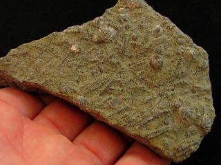 Tile With Devonian Tentaculites