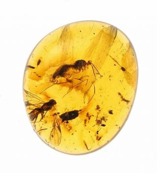 Burmese Amber - Fossil Insect Inclusion - Nematocera (fungus Gnats)