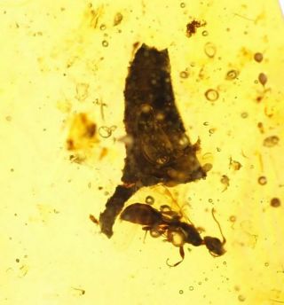 Burmese Amber - Fossil Insect Inclusion - Hymenoptera (wasp) By Leaf