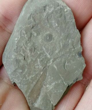 Hyolithoid & Agnostida Trilobite Fossil,  Cambrian,  Feixian,  Shandong,  China Ag88