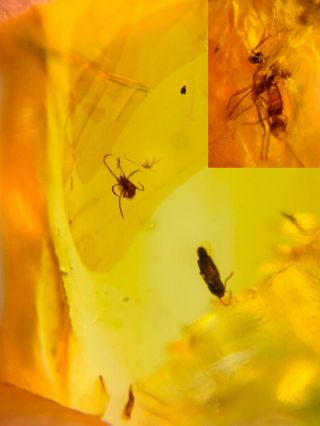 Beetle&3 Mosquito Fly Burmite Myanmar Burmese Amber Insect Fossil Dinosaur Age
