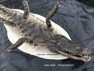 Crocodile Hornback Skin Leather Hide Pelt Taxidermy Decor 54 " X15 "