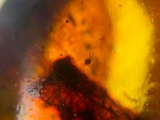 Unique Tick&plant Burmite Myanmar Burmese Amber Insect Fossil From Dinosaur Age